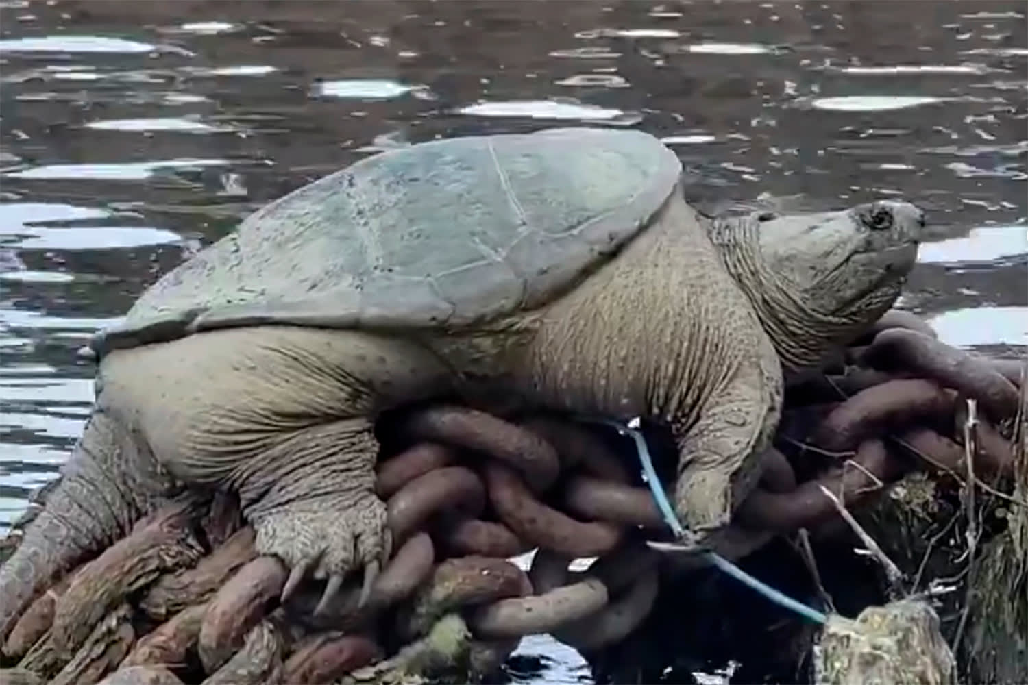 Meet ‘Chonkosaurus,’ the viral Chicago River snapping turtle