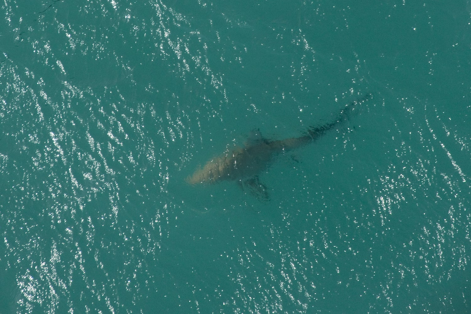 Multiple shark bites reported off New York coast in two days