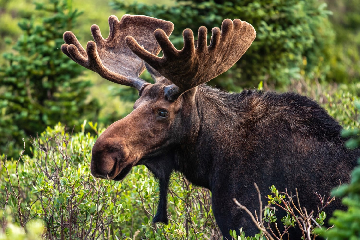 Moose killed by environmental officials after wandering onto Connecticut airport grounds