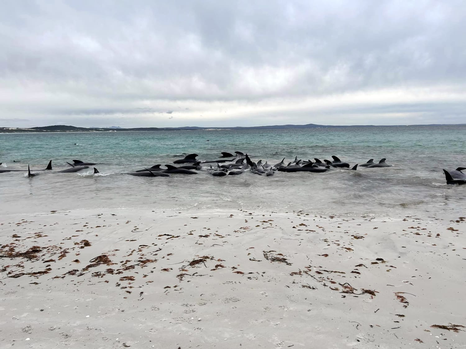 Неведомые берега. Киты в Австралии выбросились на берег. Гринды дельфины в Австралии. Пляж. Волны на берегу.