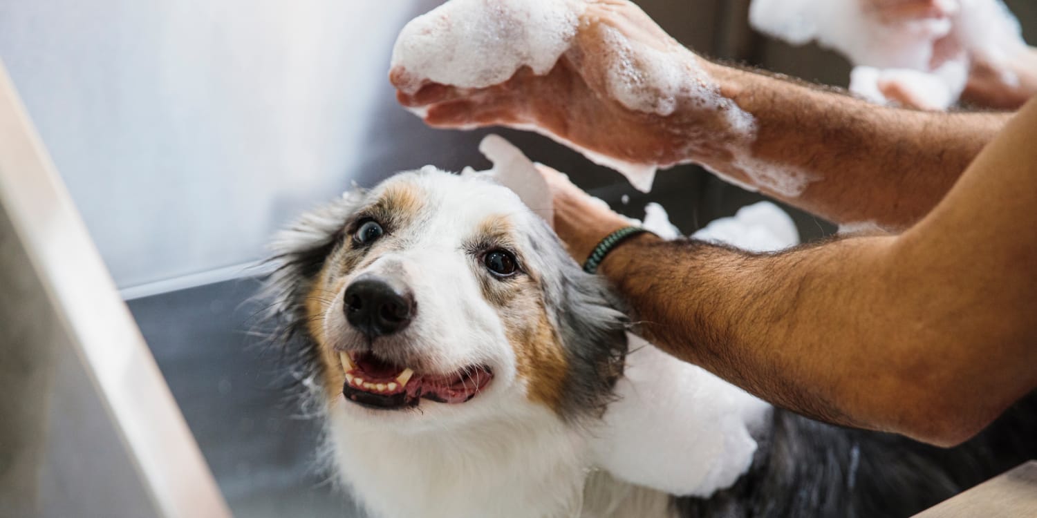 Out of shop dog shampoo