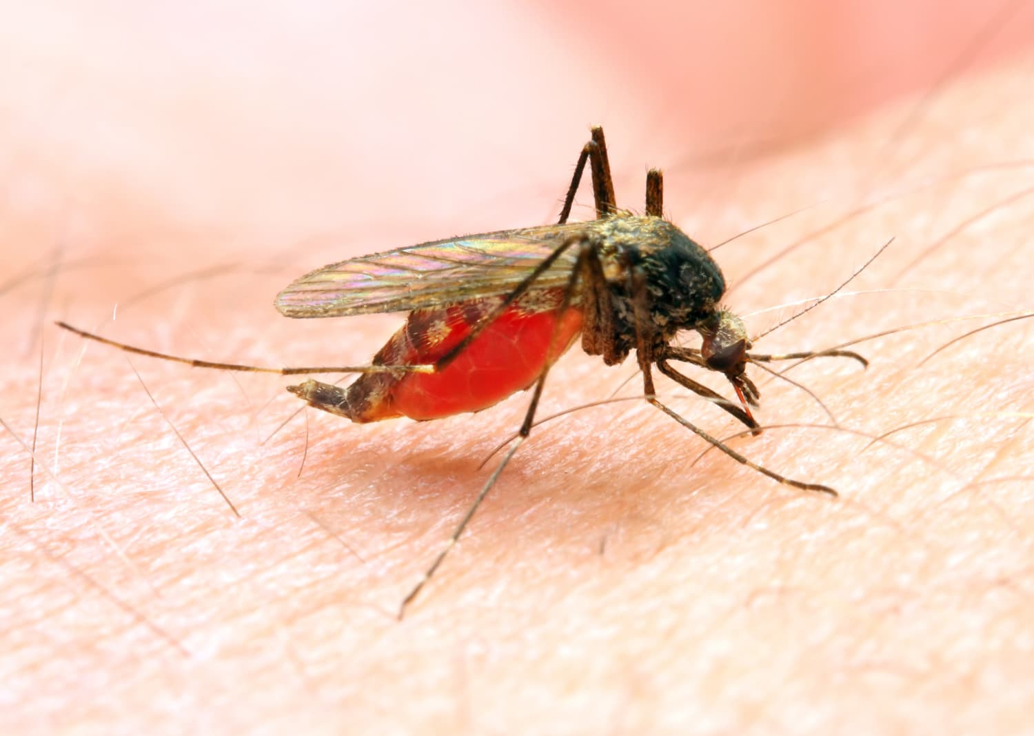 Малярией можно заразиться. Малярия комар. Мокрецы кровососущие. Малярийный комар это паразит.
