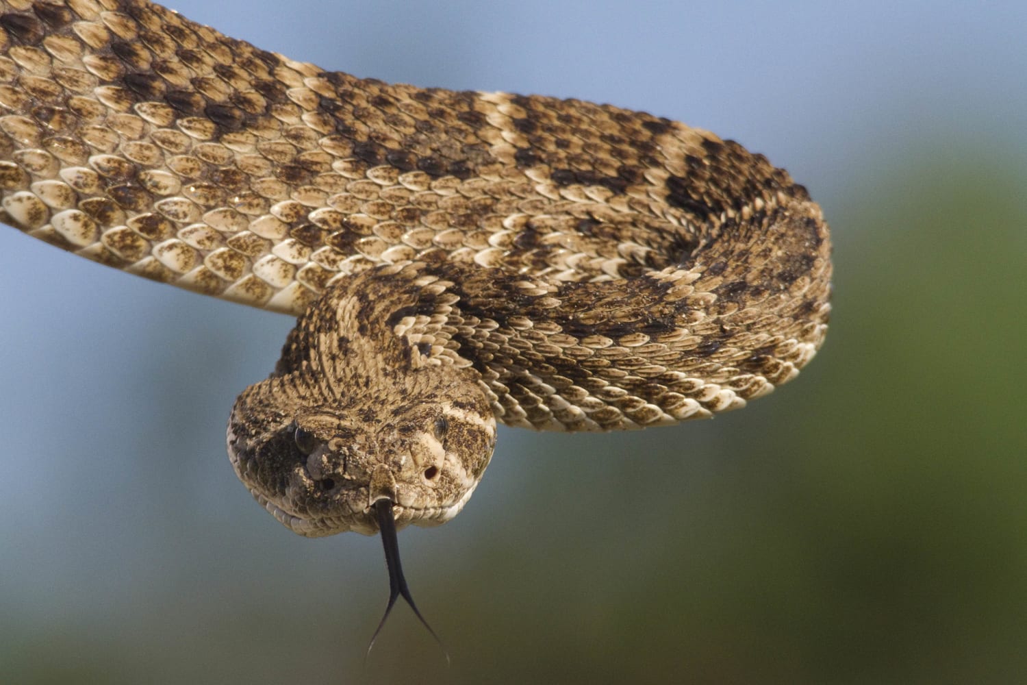 Dreaming About Snakes: 5 Causes and How to Interpret Them