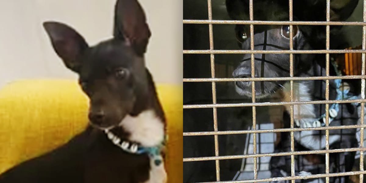 Een hond die drie weken geleden vermist werd op een luchthaven in Atlanta, is veilig teruggevonden in een vrachtfaciliteit