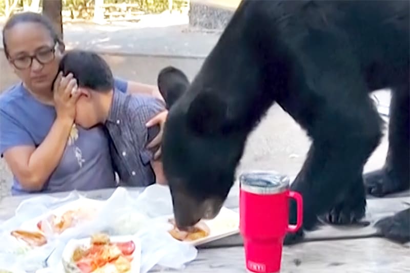 Ibu melindungi putranya sementara beruang melompat ke meja piknik untuk melahap taco dan enchilada