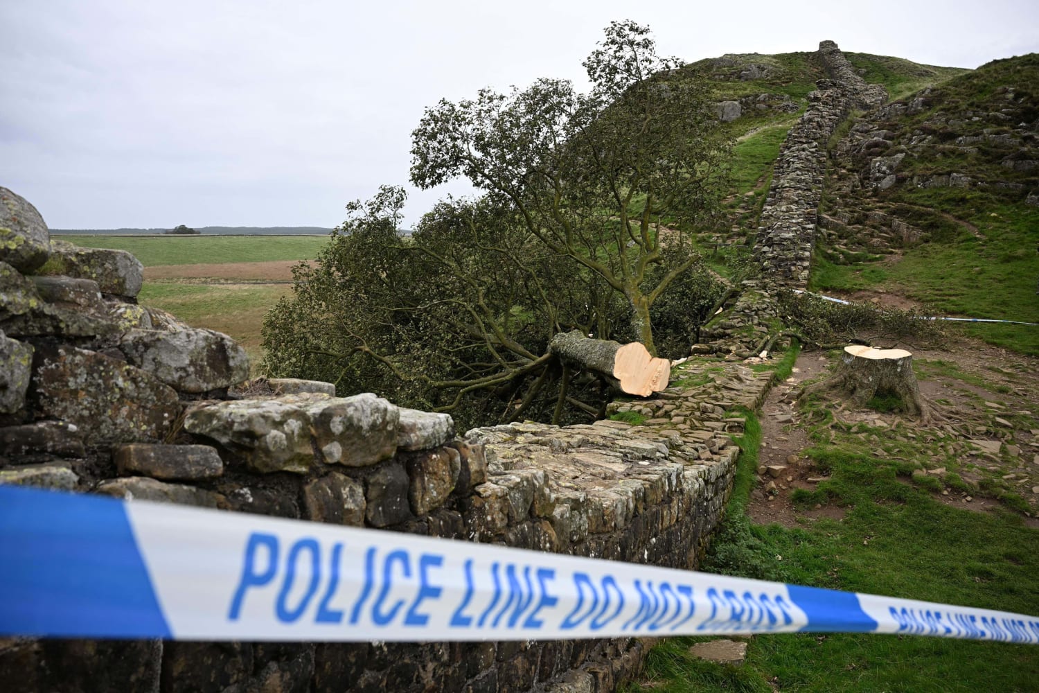 Sycamore Gap tree: Boy,16, arrested after felling at Hadrian's Wall