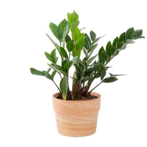 11 best low-maintenance indoor plants