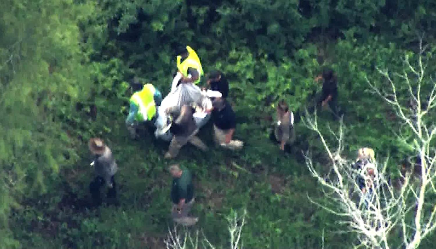 Bear at Disney's Magic Kingdom captured, Florida officials say