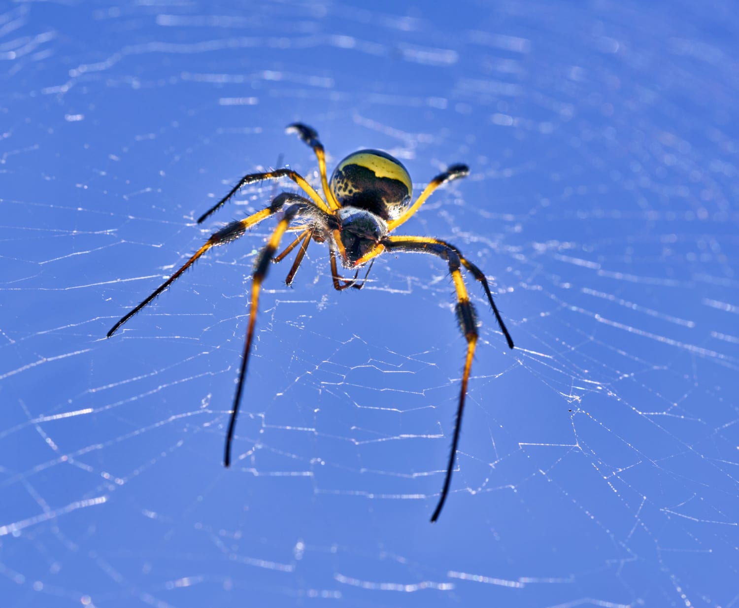 Orb-weaver spider uses web to capture sounds