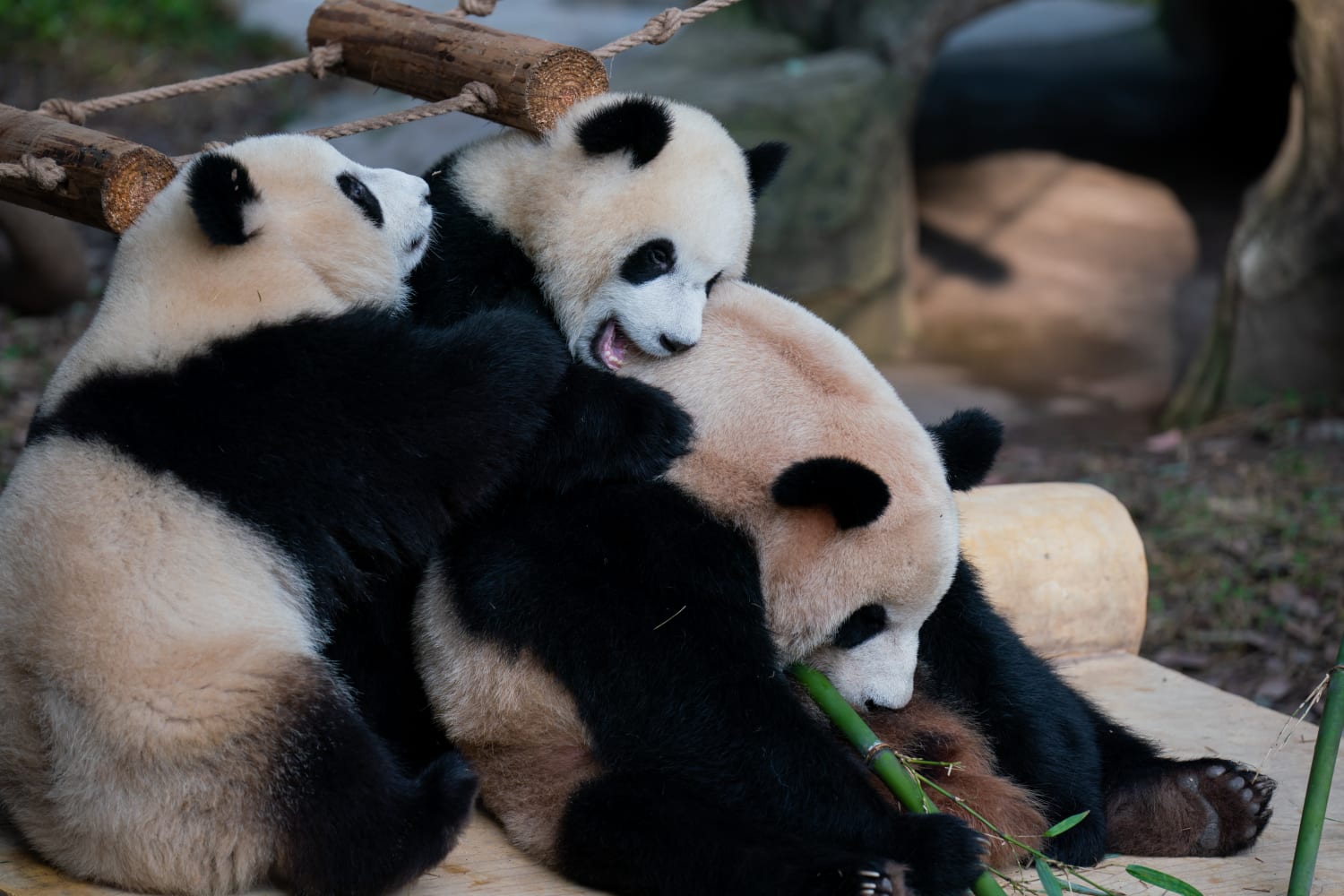 los pandas solo viven en china