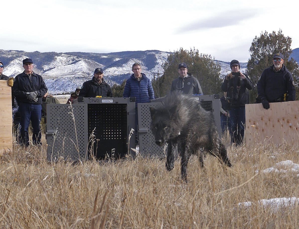 5 wolves have been launched in Colorado as a part of a reintroduction plan