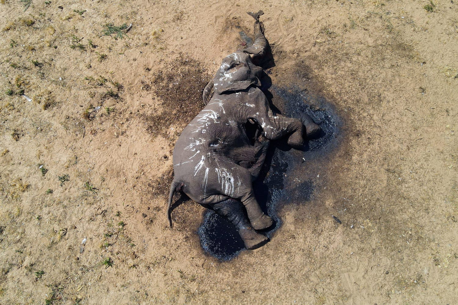 По меньшей мере 100 слонов погибли в пострадавшем от засухи парке Зимбабве