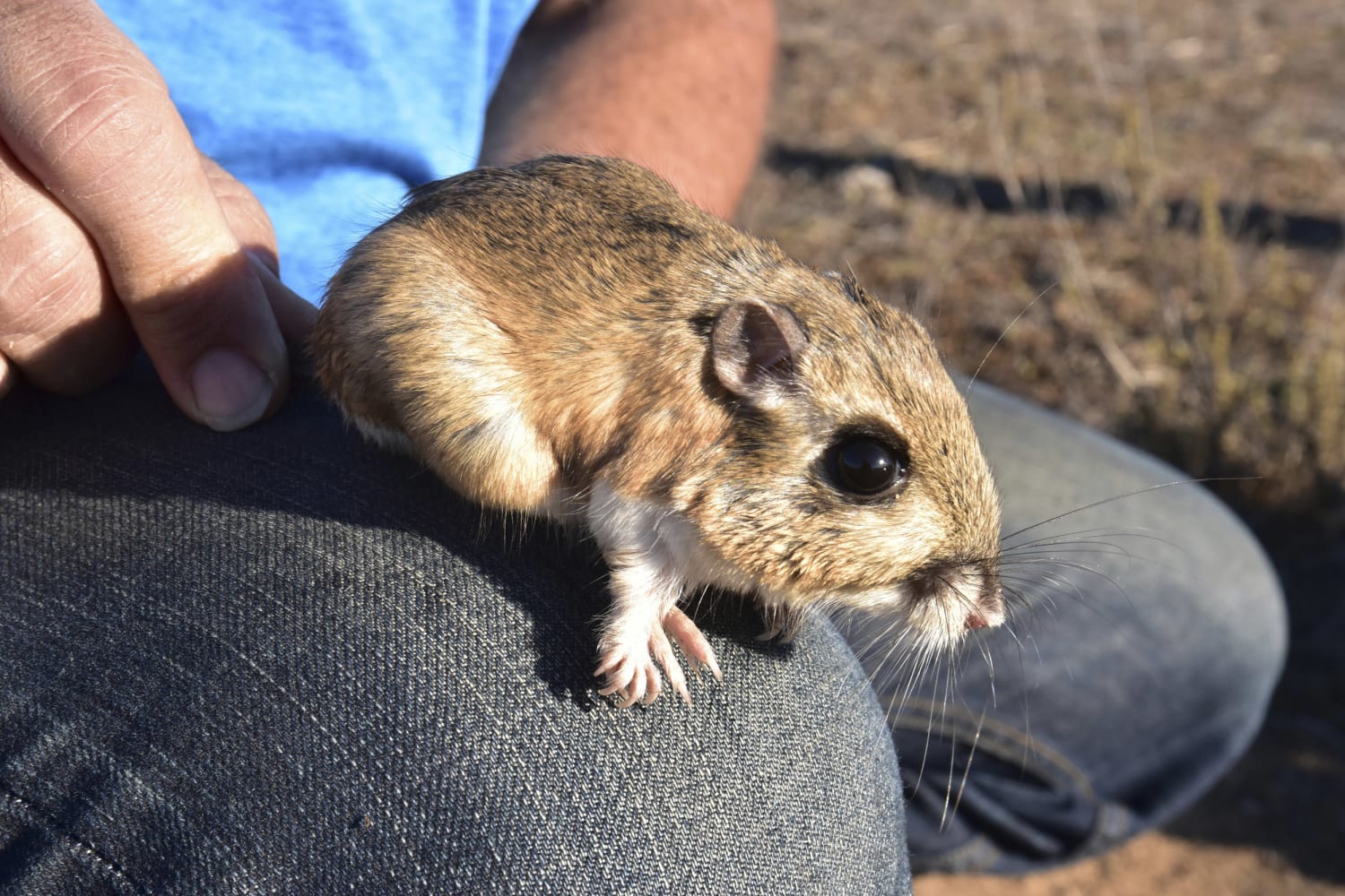 Living with wildlife: Rats  Washington Department of Fish & Wildlife