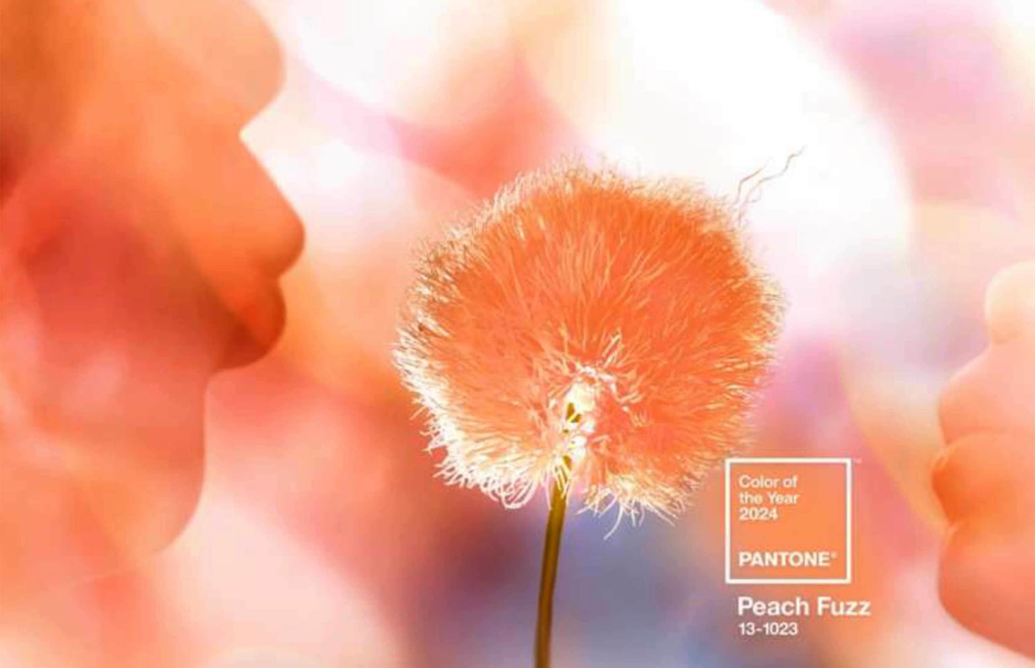 Pantone color of the year 2024 has us feeling warm and fuzzy