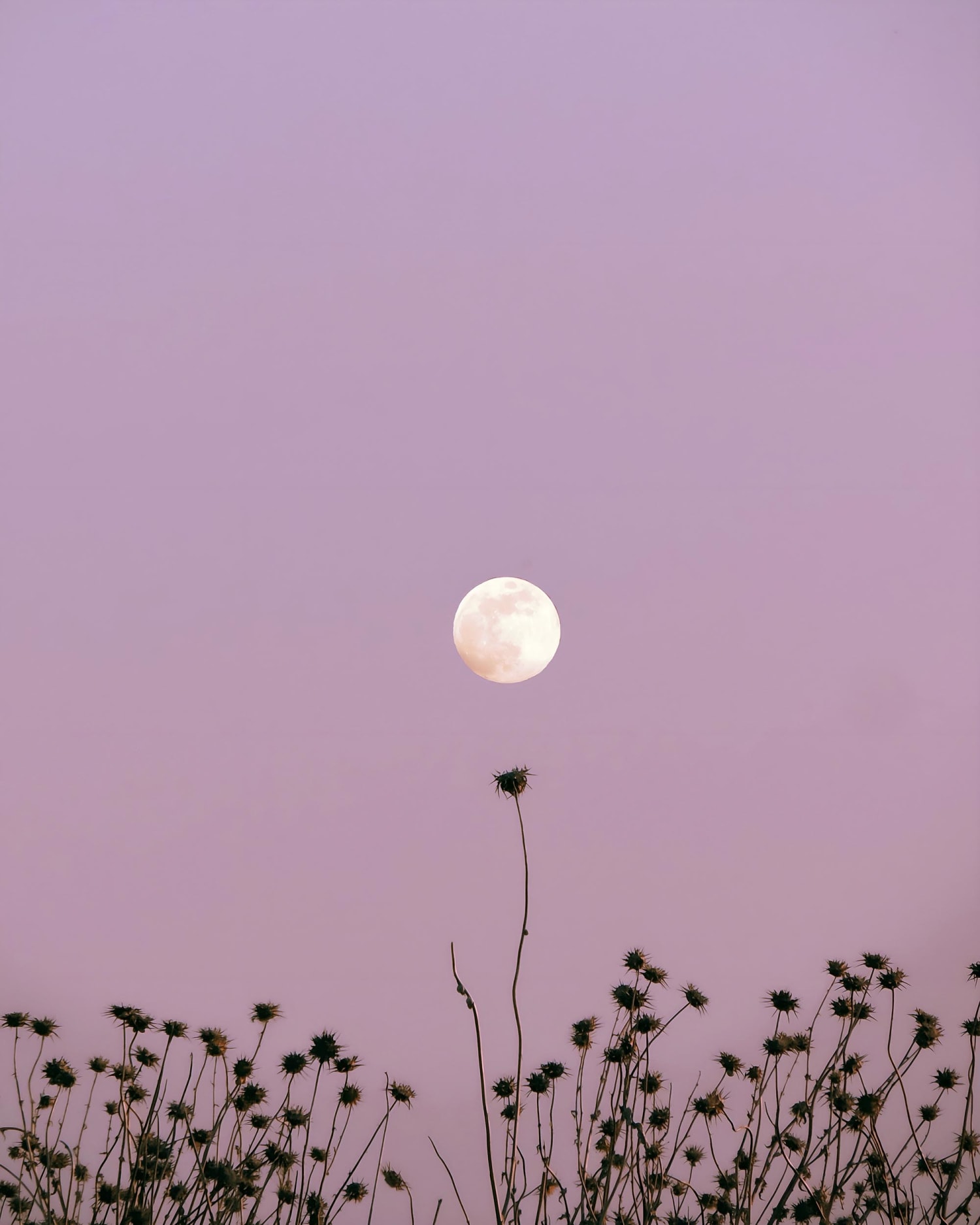 What November's 2024's Full Moon In Taurus Means For Your Sign