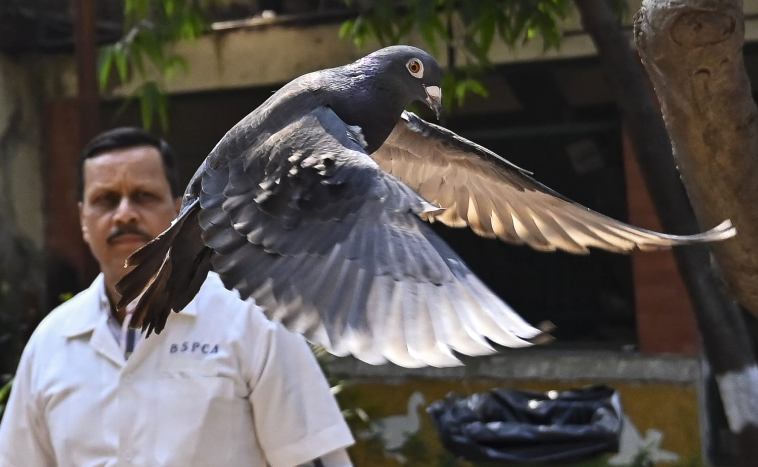 The release of a suspected Chinese spy pigeon in India