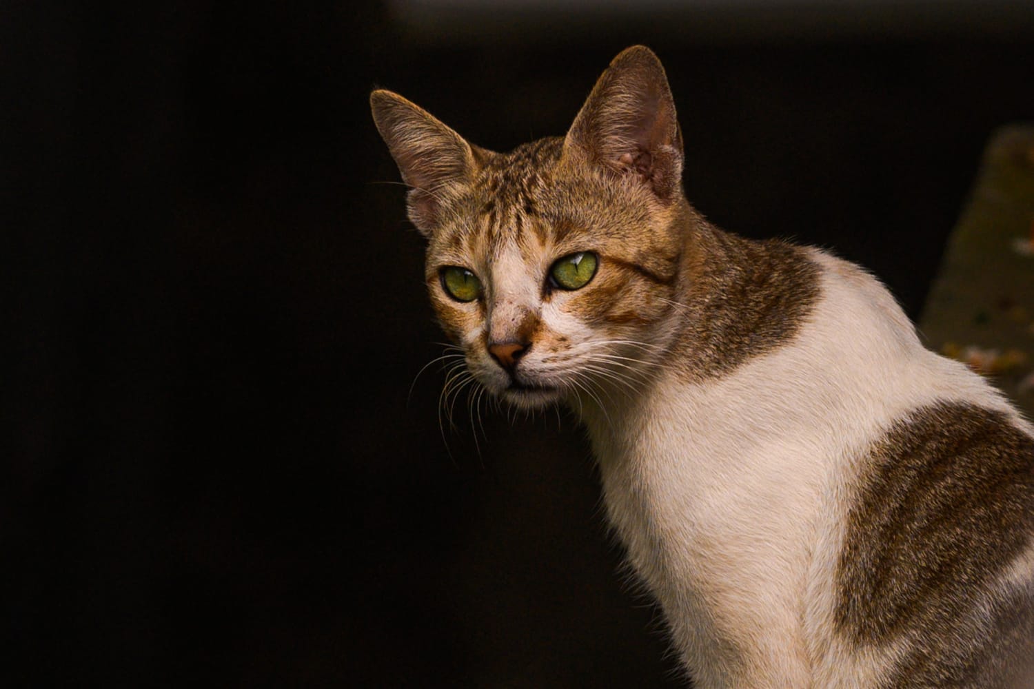 The first case of human plague in Oregon in 8 years likely came from a cat