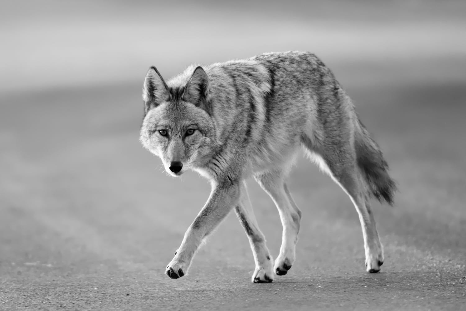 Un escursionista del Rhode Island ha ucciso a mani nude un coyote rabbioso dopo essere stato morso a una gamba.