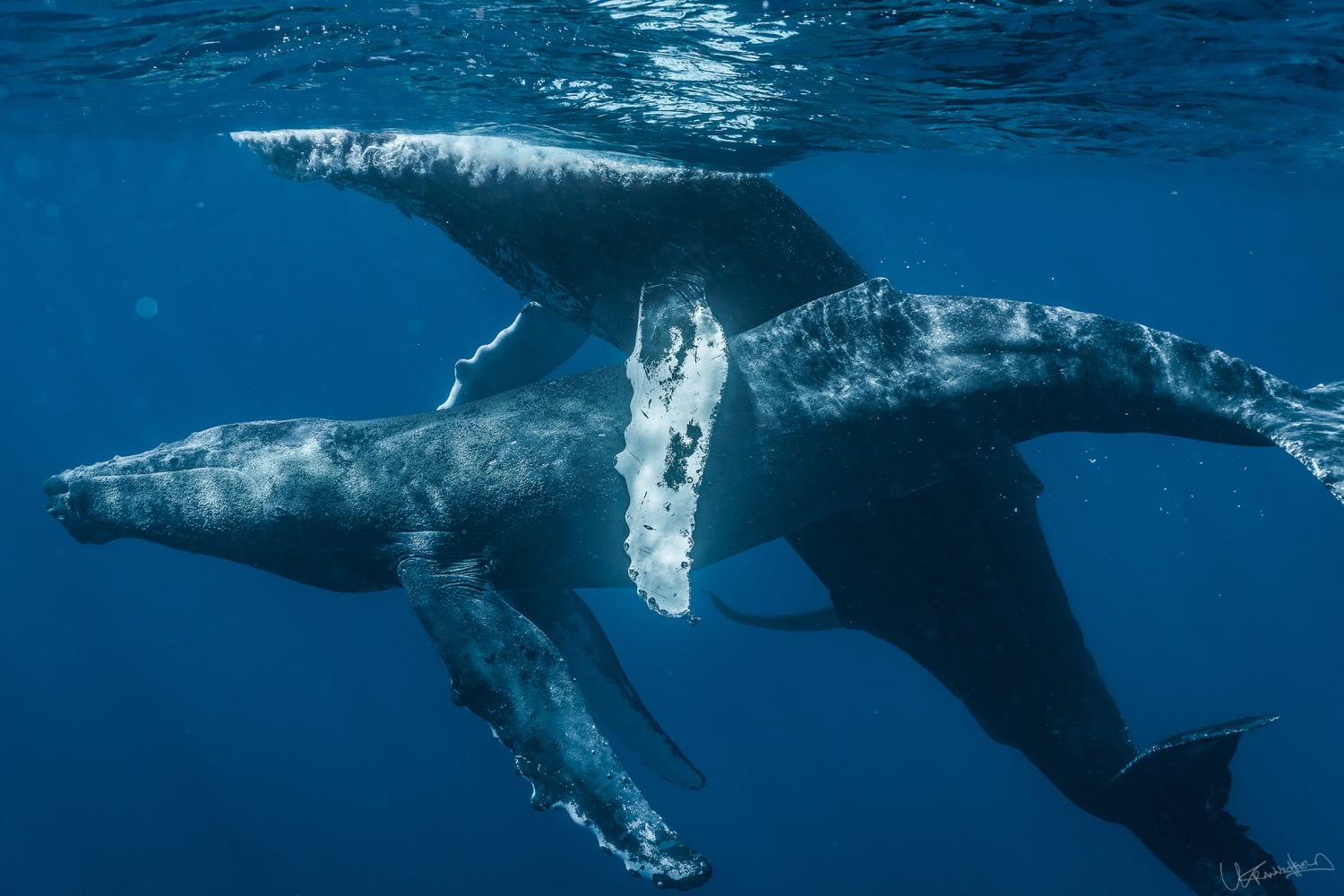Humpback whales captured mating for the first time were engaged in gay sex