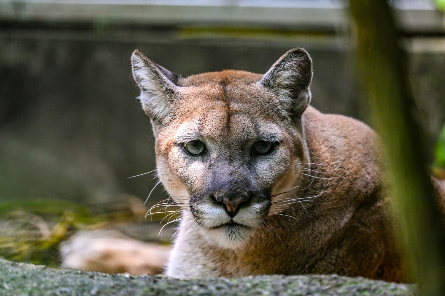 Mountain lion that killed man and injured his brother is euthanized in California