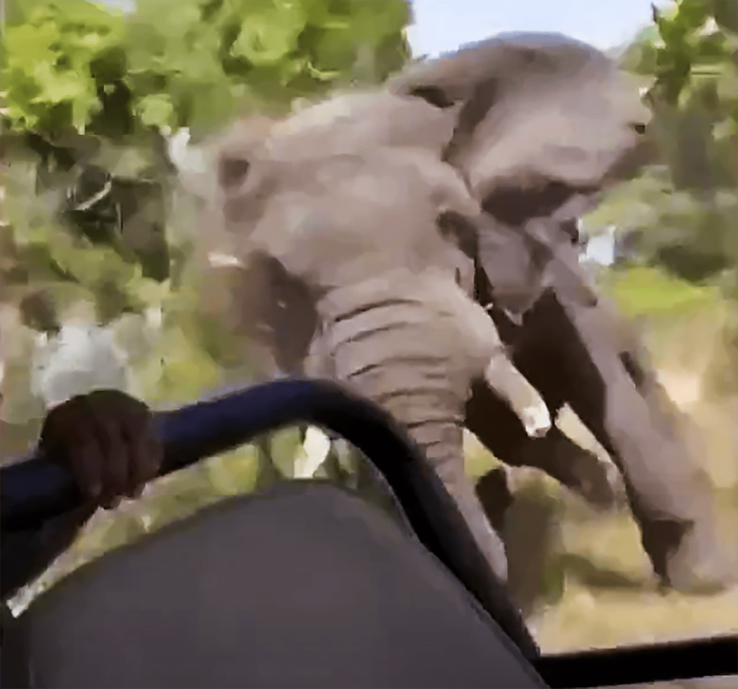 An American woman was killed after being set on fire by an elephant in Zambia