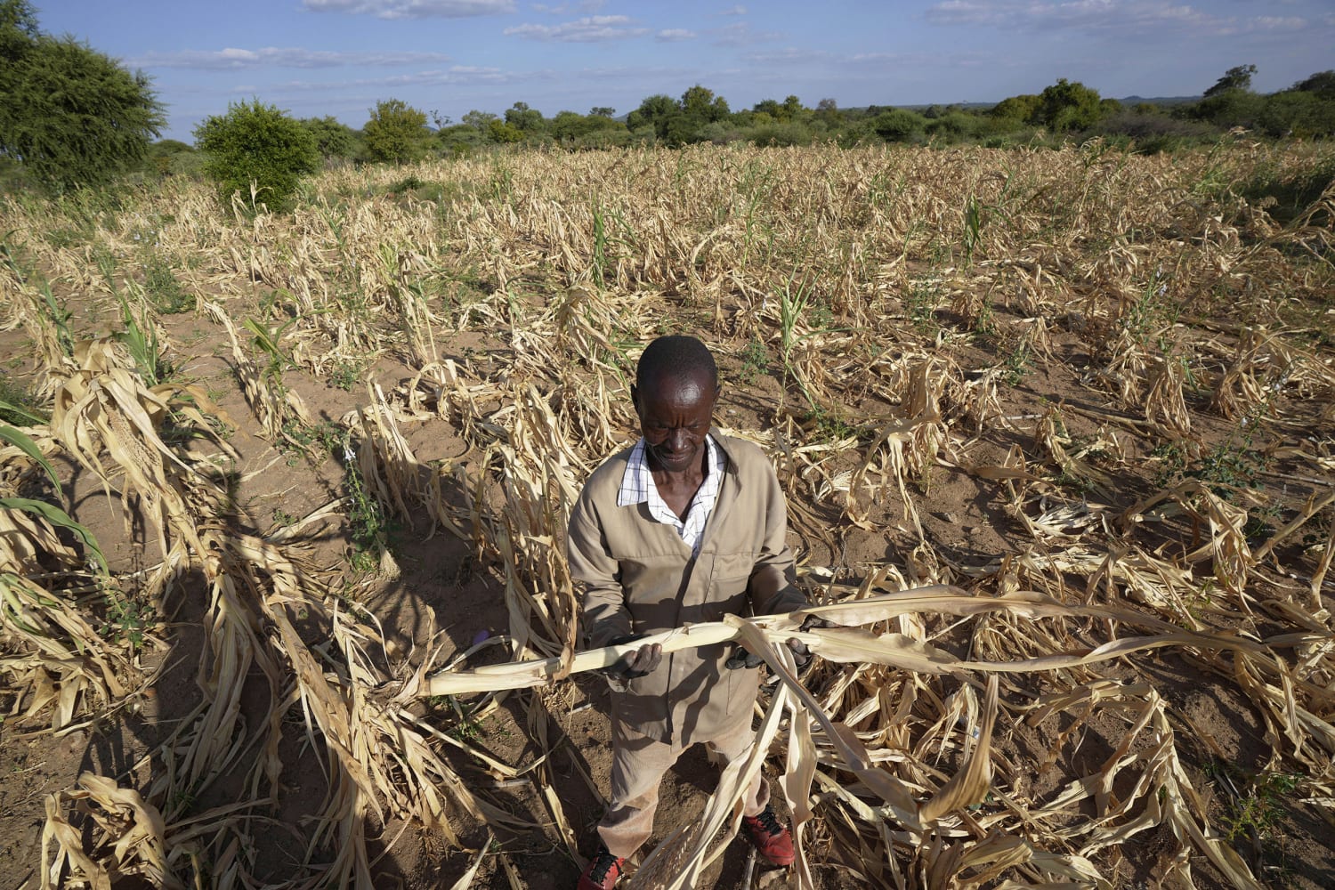 Zimbabwe declares drought disaster, the latest in a region where El ...