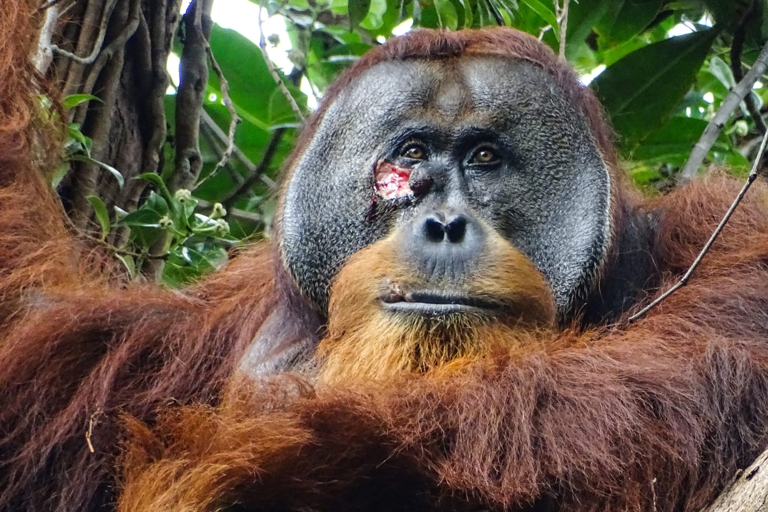 Впервые в своем роде орангутанг лечил рану лекарственным растением.