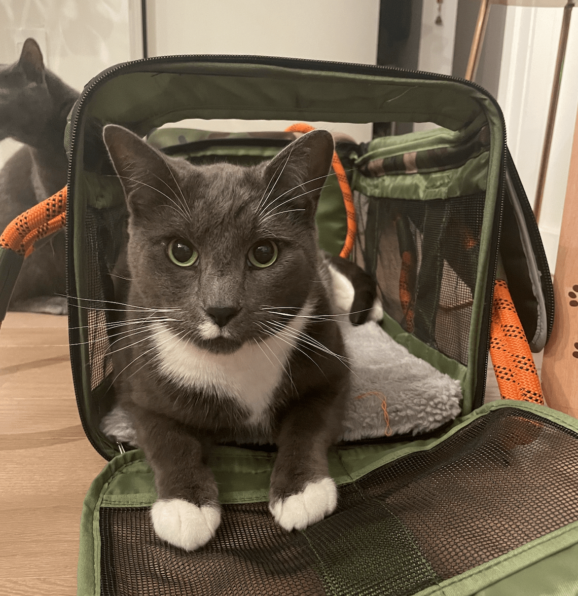 10 Best Cat Carriers of 2024 Tested and Reviewed by Editors