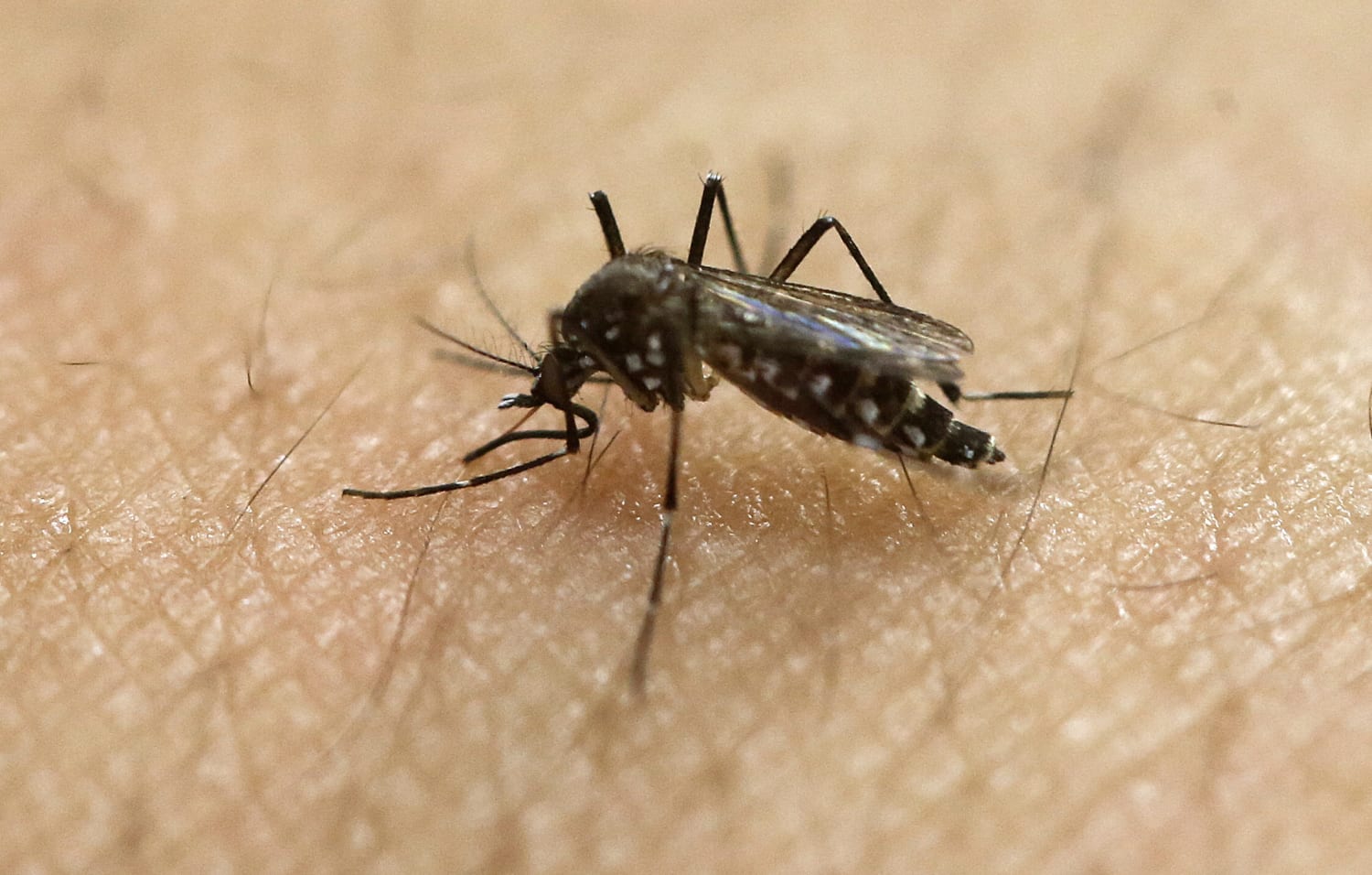 为了对抗蚊子，洛杉矶释放了数千只其他蚊子