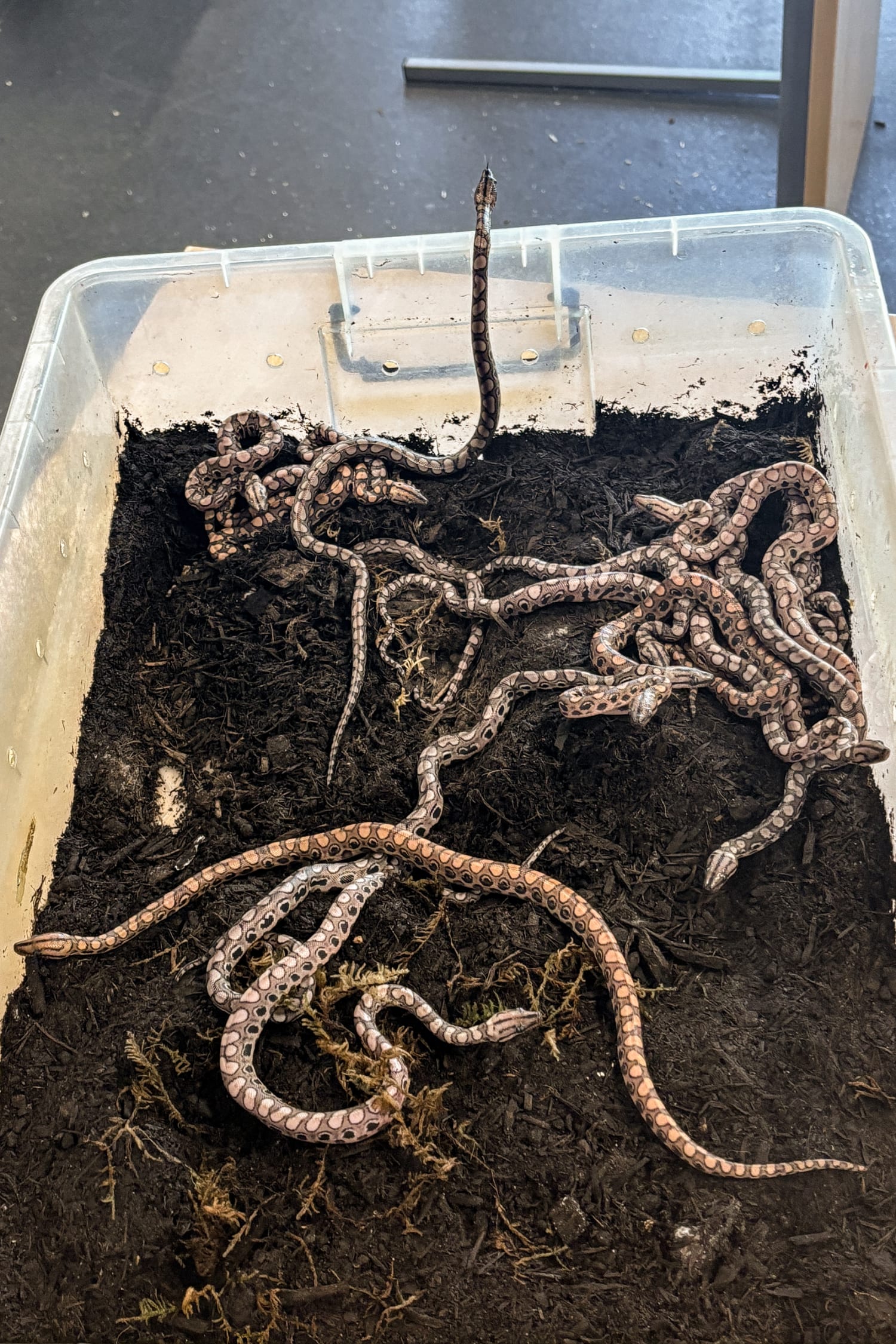 Boa births 14 baby snakes after living alone for years, image size:1500x2250