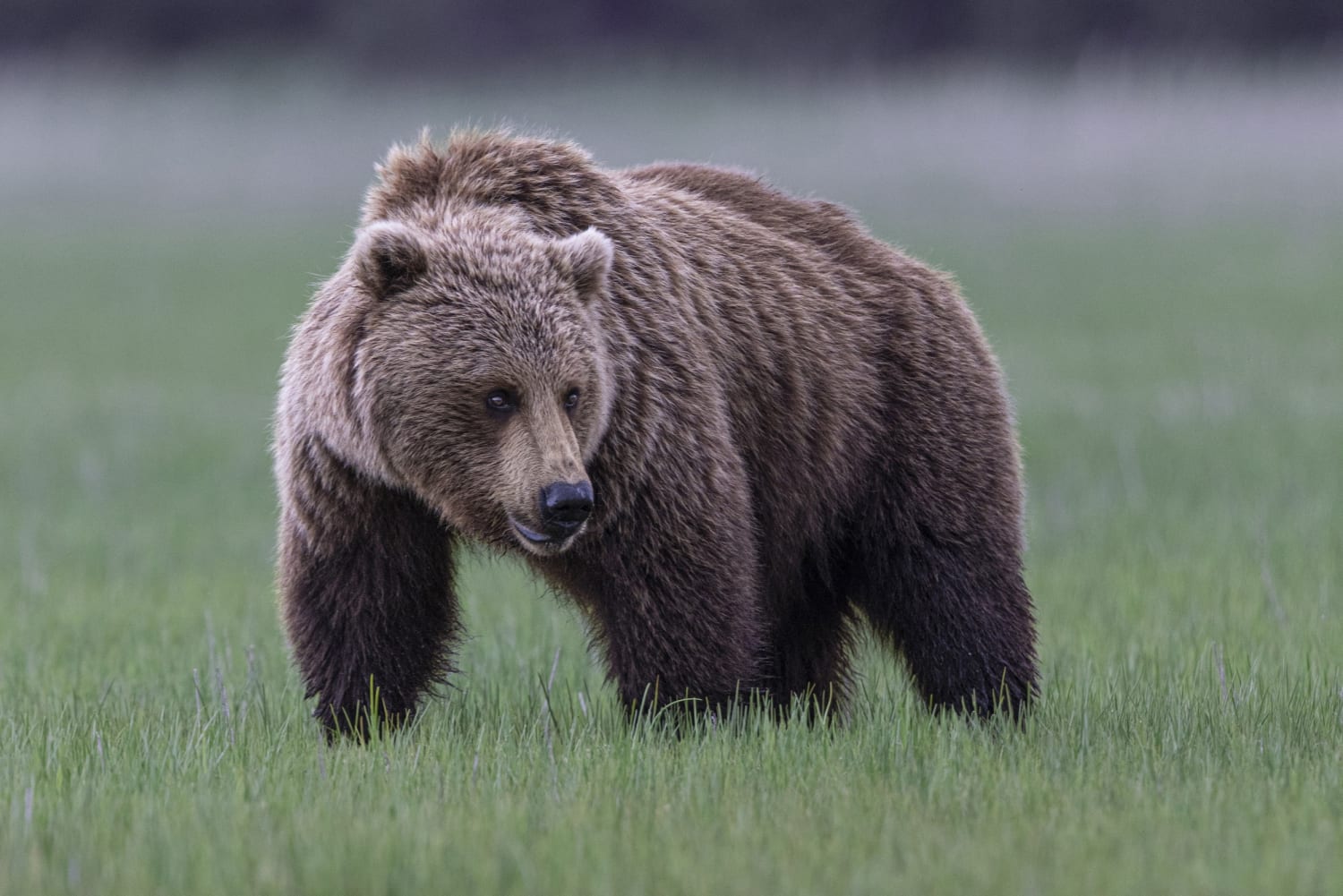 Mężczyzna strzela do niedźwiedzia grizzly po ataku w Montanie