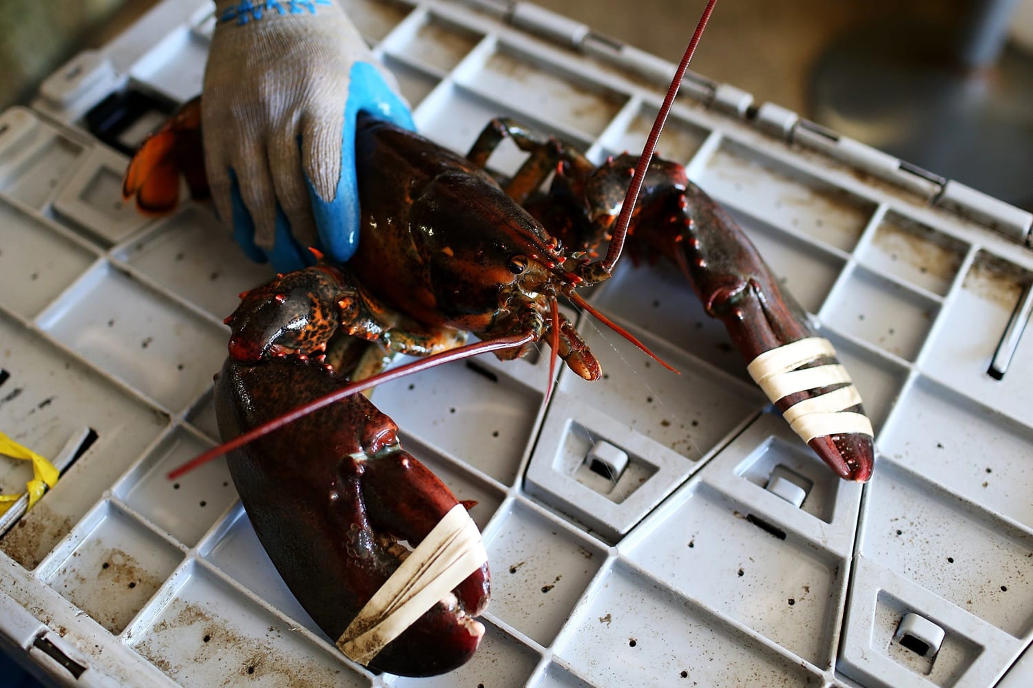 240813-lobster-wc-0912-814688.jpg