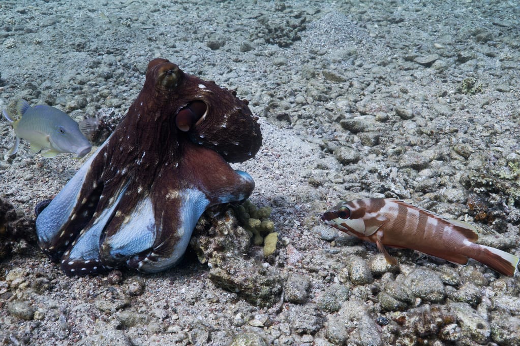 Octopus Grabbing Recurse Center | What's Up With All The Octopus