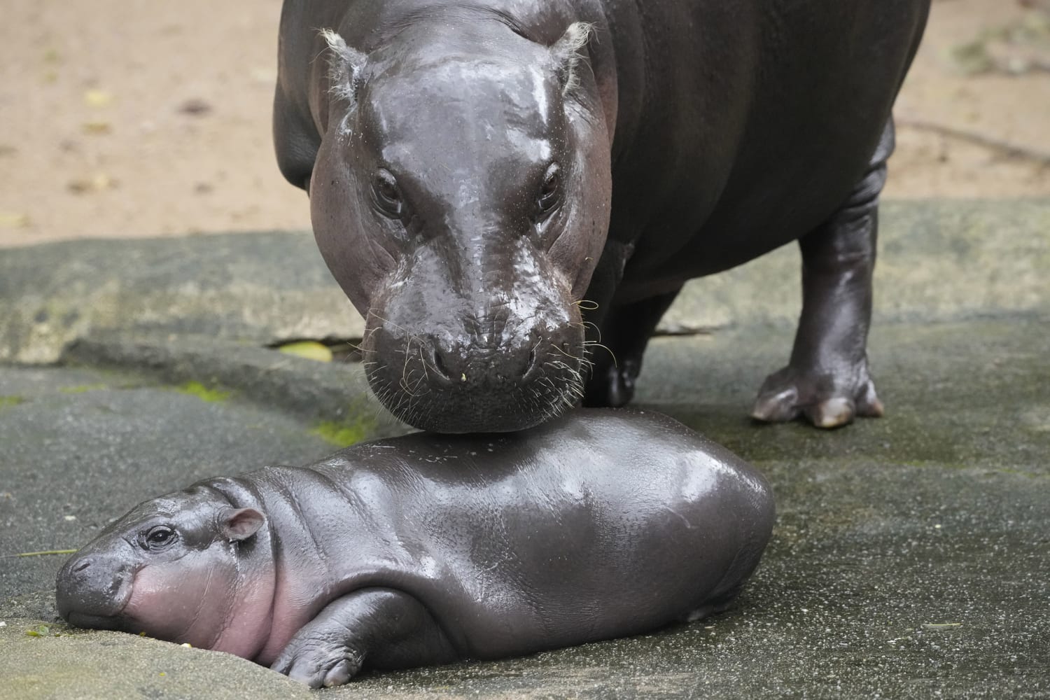 Sleeping Baby Hippo Harry The Pygmy Hippo Gets Royal Treatment At