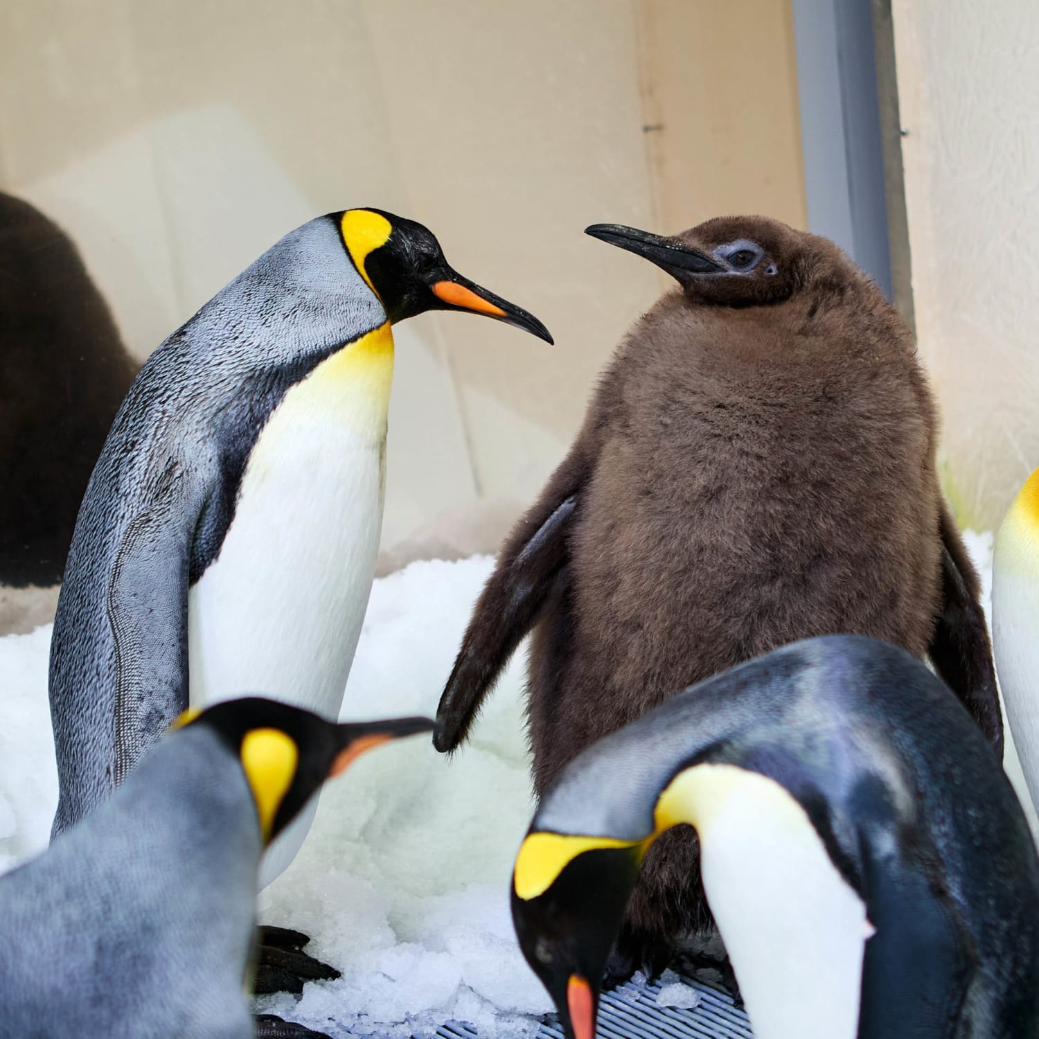 Giant Baby Penguin Named Pesto Goes Viral