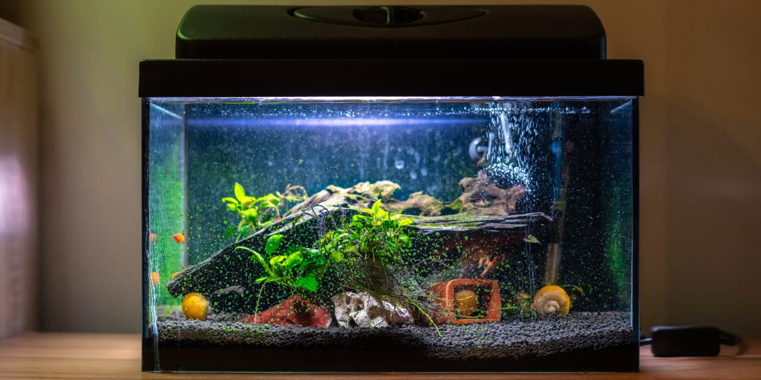 13 Things You Need for a New Pet Fish 2024 NBC Select