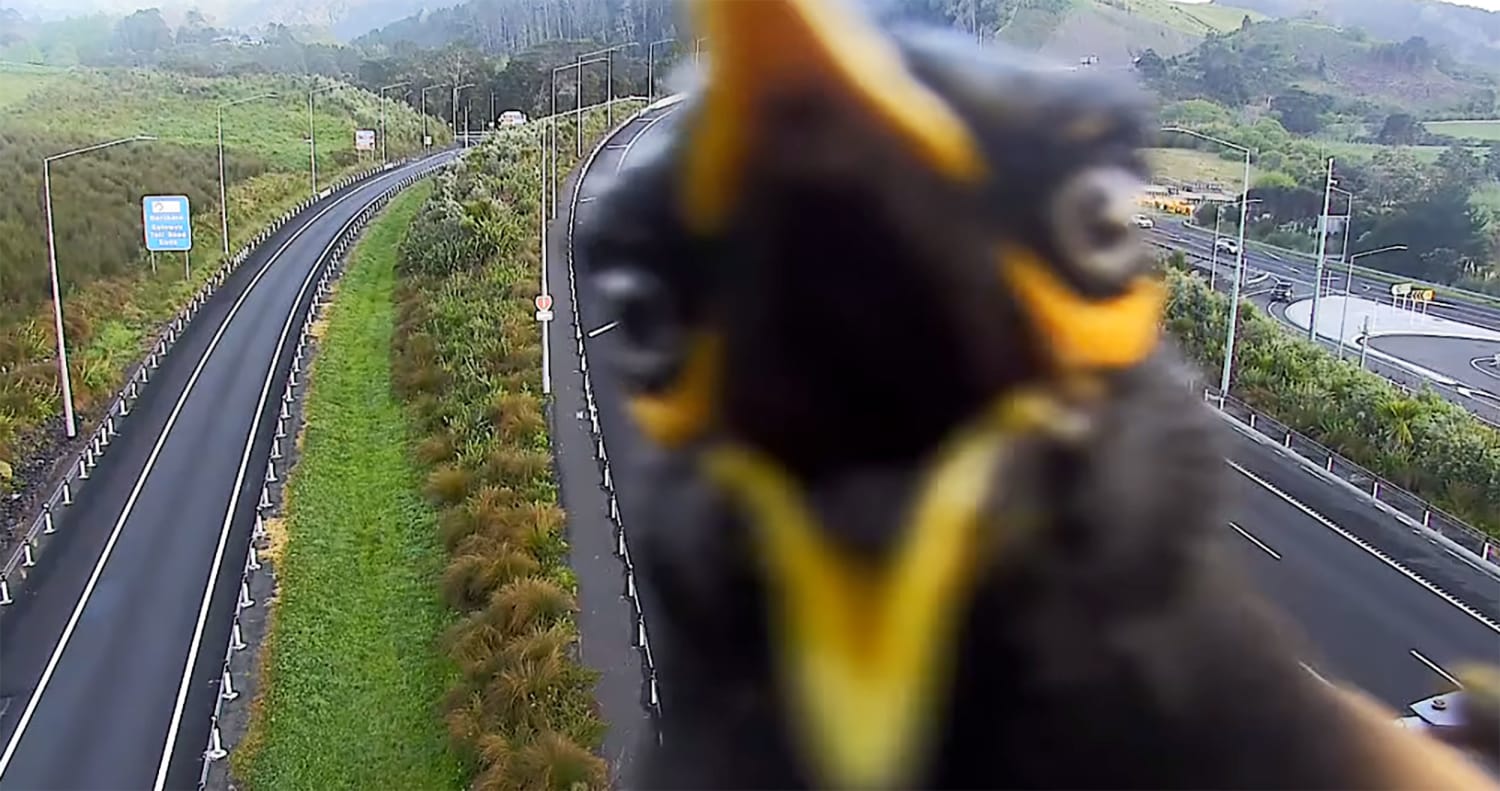 Angry myna bird photobombs highway traffic camera