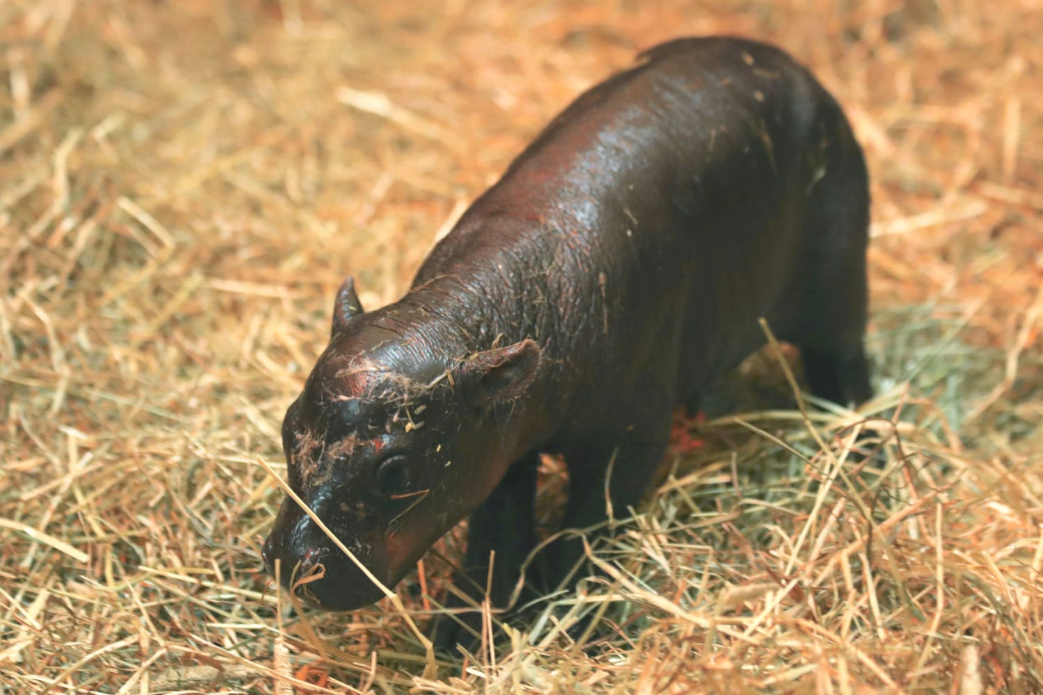 Meet Haggis! The adorable baby hippo at the Edinburgh Zoo, image size:1500x1000