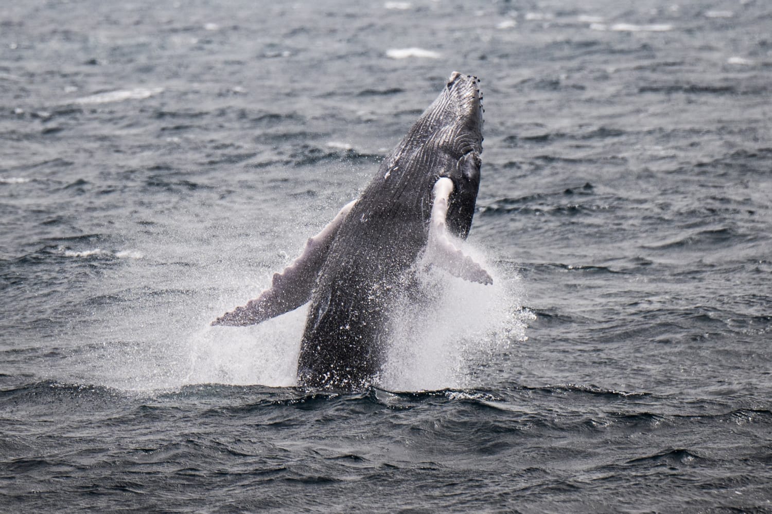 Humpback whale makes record migration to find new breeding grounds