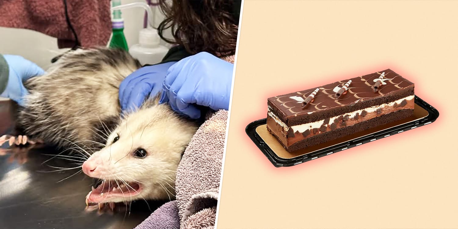 Opossum eats entire Costco chocolate cake and people can relate: ‘Been there, girl’