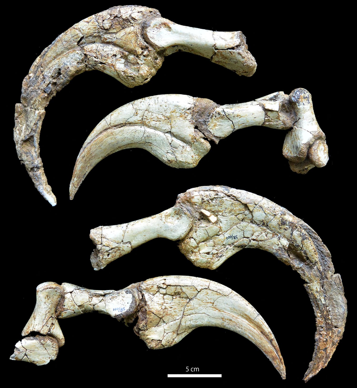 Scientists discover weird Mongolian dinosaur that wielded 'sharp