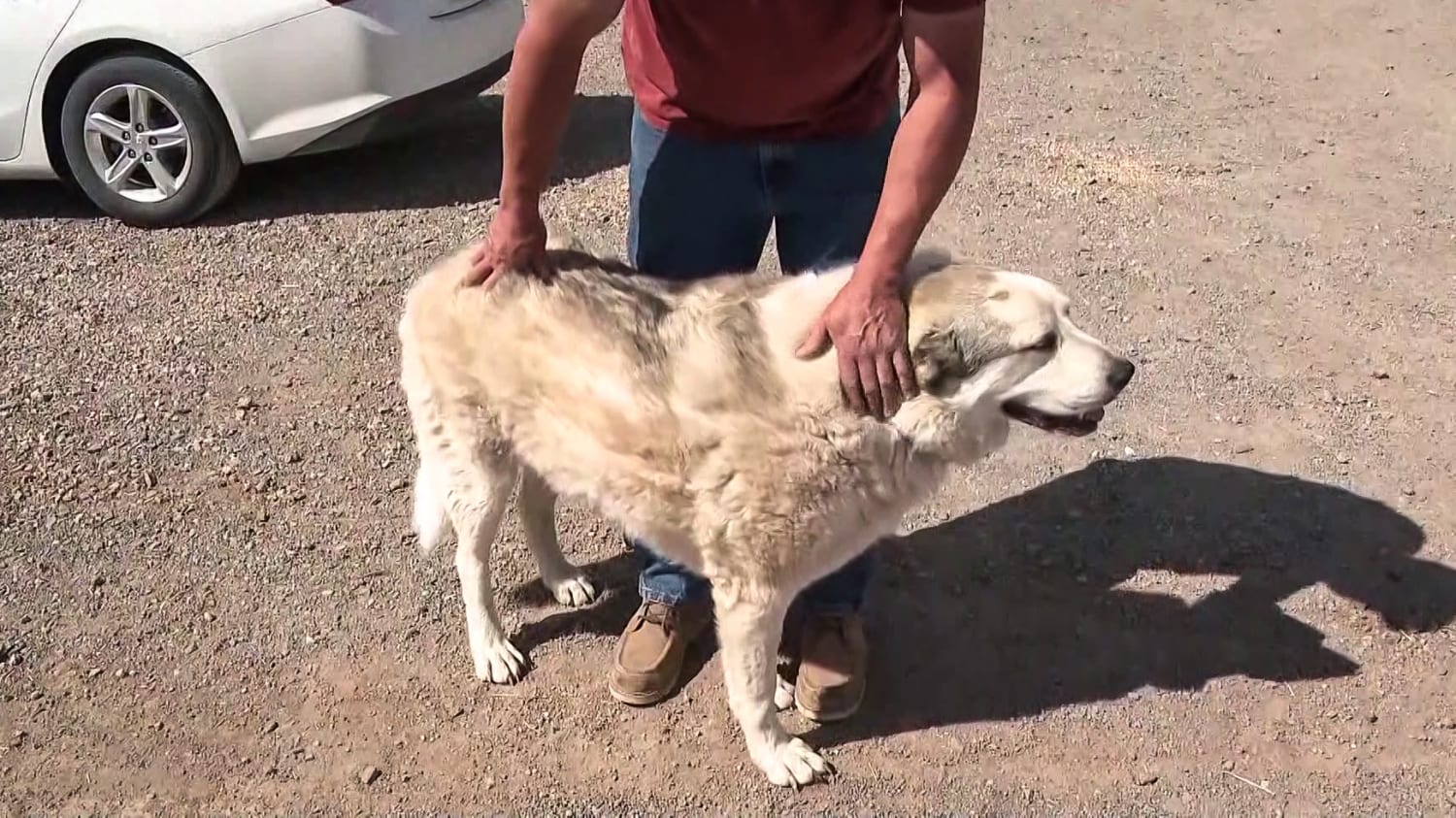 Buford, dog who rescued 2-year-old boy lost in Arizona wilderness, is  showered with gifts
