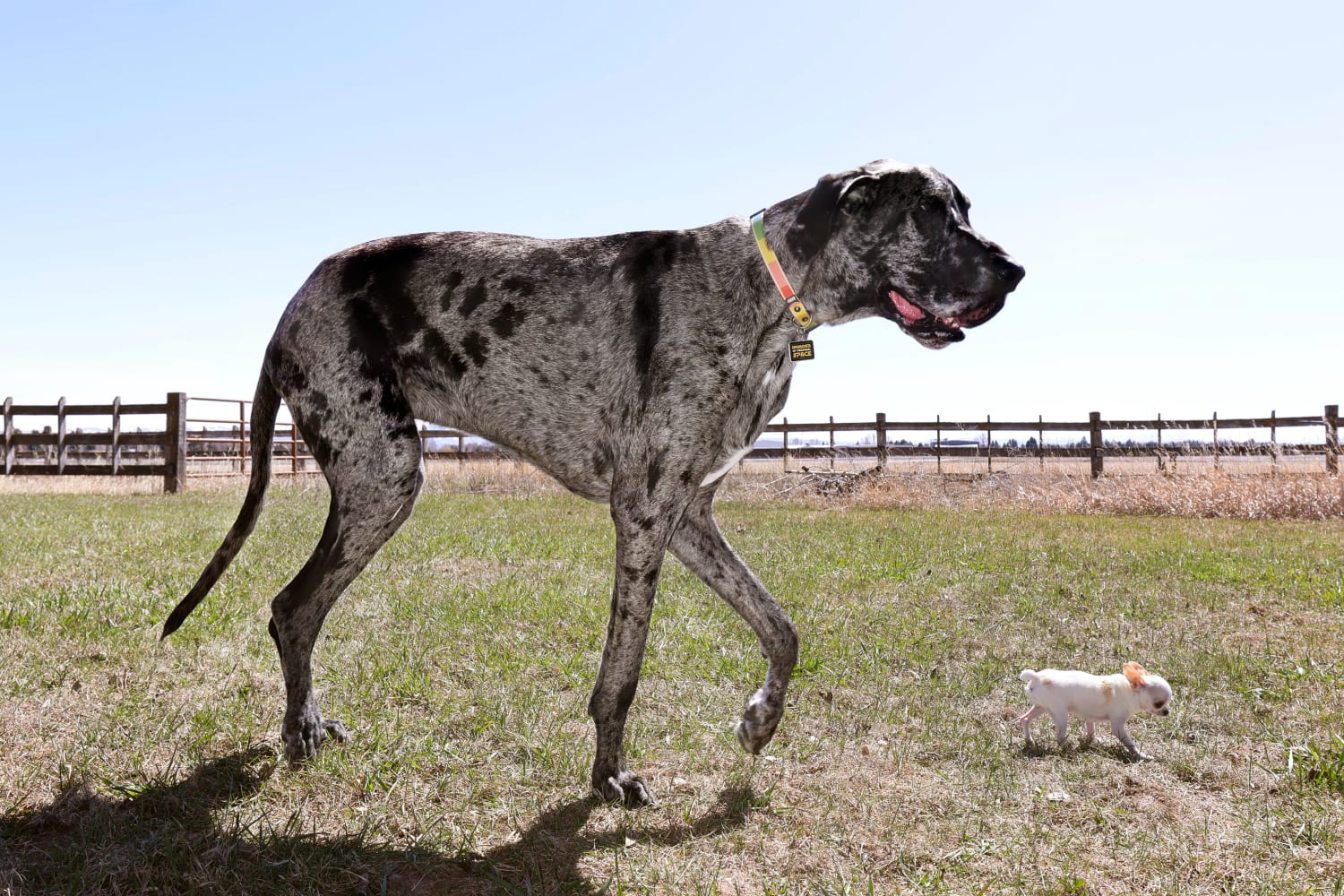 World's tallest and smallest dogs go on a playdate