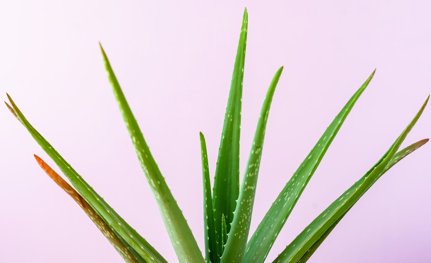 5 Benefits of Aloe Vera Juice & Possible Risks, According to Experts