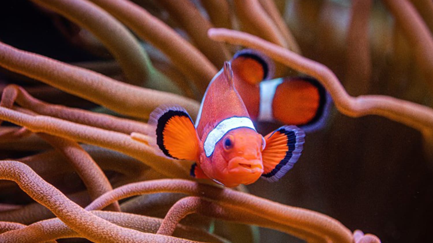 nemo pez payaso dibujos animados coral pescado para mar animal vector  ilustración 26567114 Vector en Vecteezy, image size:1500x842