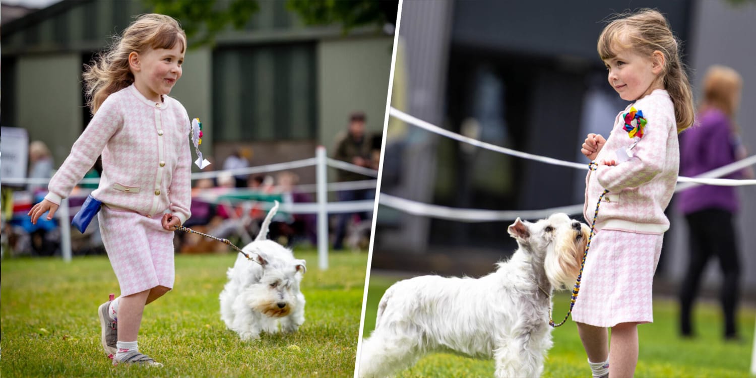 Best In Cuteness: 3-Year-Old Handler Wows Dog Show World