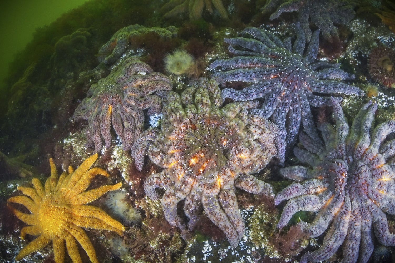 Scientists say they've found out what killed over 5 billion sea stars