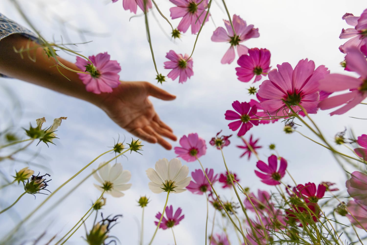 55 Flower Quotes to Celebrate Nature's Beauty, image size:1500x1000