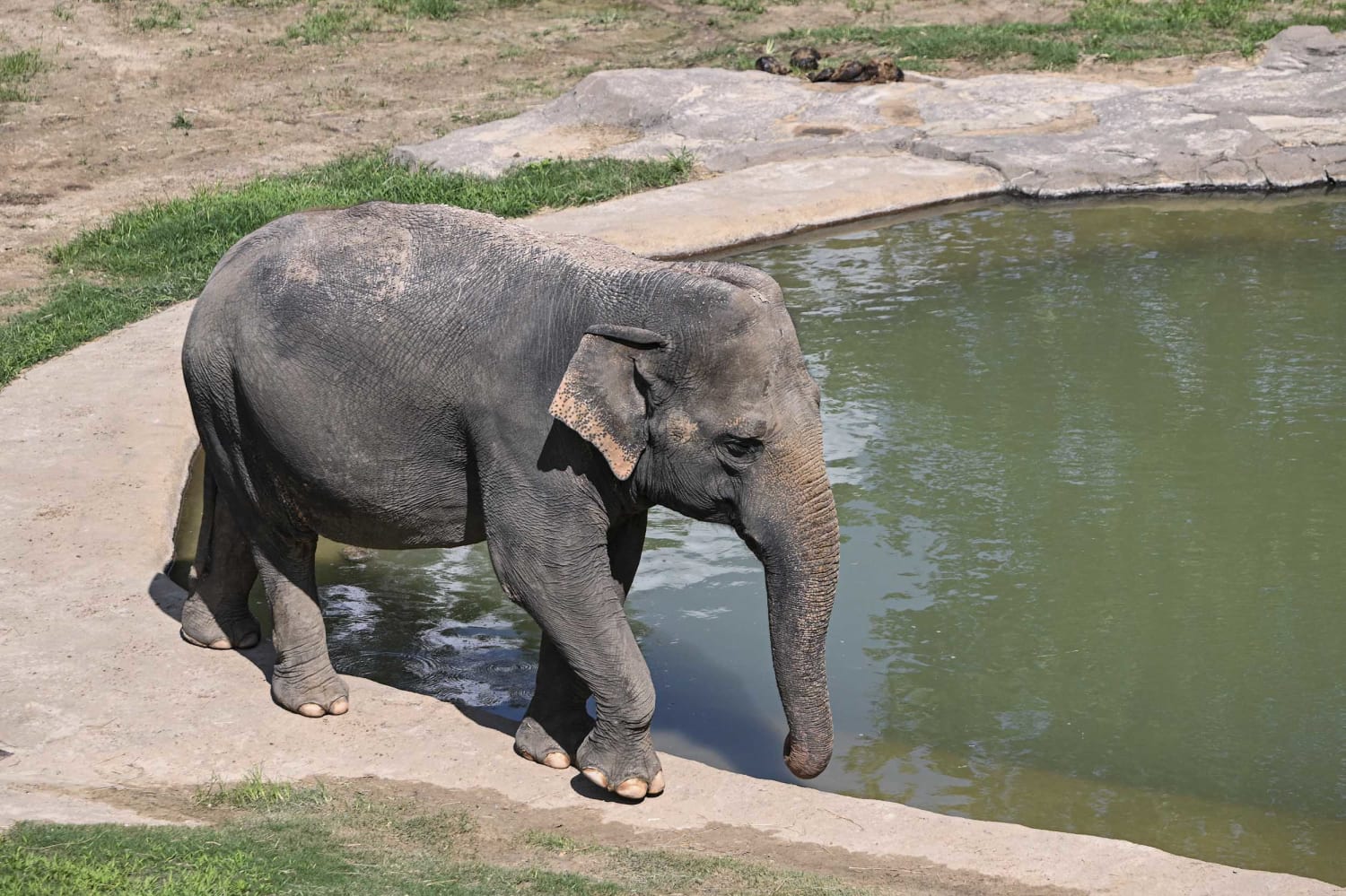 National Zoo Reveals Beloved Elephant Is Expecting a Calf, Its 1st in 25 Years