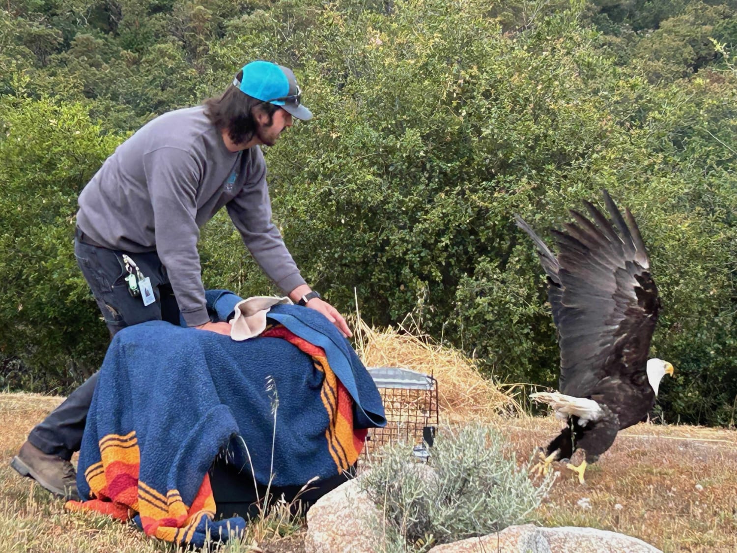 Watch The Moment A Bald Eagle That Was Electrocuted Takes Flight After 6 Months Of Care